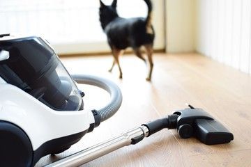 What is the Best Vacuum Cleaner for Pet Hair