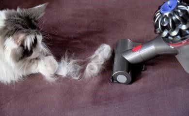 Best Vacuum Cleaner for Dog Hair