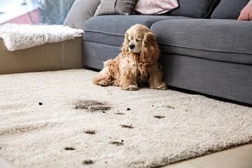 Clearing Dog messes with a pet hair vacuum 