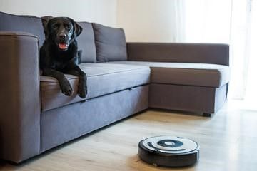 How to Keep Hardwood Floors Clean of Dog Hair