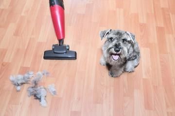 Ways of keeping Hardwood Floors Clean of Dog Hair