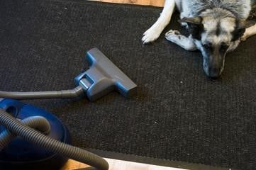 Clean Pet Hair from Carpet