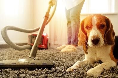 You can troubleshoot motor if carpet brush isn’t working