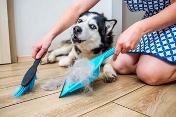 pets often shed fur that needs vacuuming 