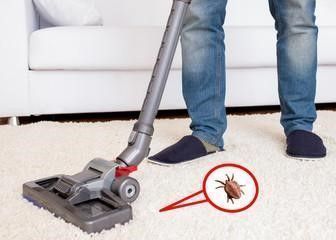 Eliminate fleas by vacuuming
