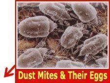 Dust mites are the most commonly found parasite in bagless canisters