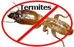 Termite