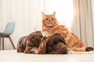 control dog hair in the house