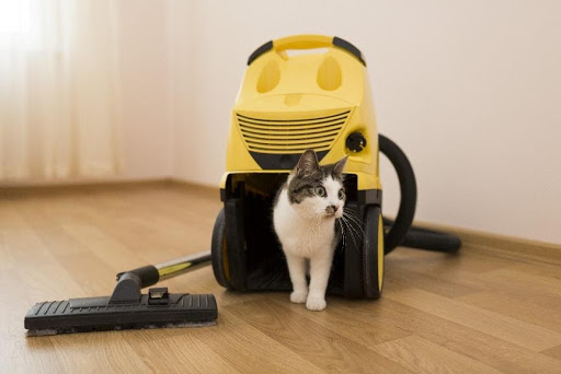 Dyson animal vacuum cleaning 