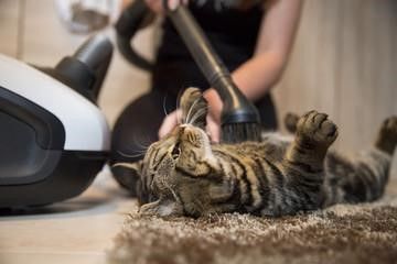 regular pet vacuuming