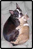 cat & dog after bed vacuumed